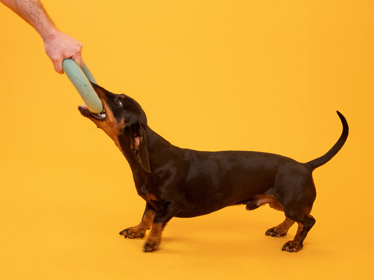 Jouet pour chien fin - Anneau