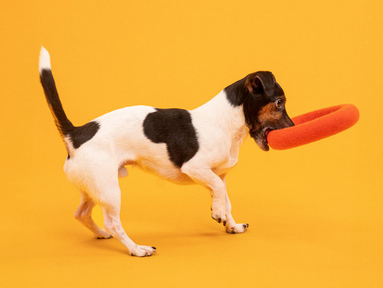 Jouet pour chien Mats - Anneau